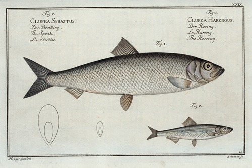 1. Clupea Harengus, The Herring; 2. Clupea Sprattus, The Sprat.