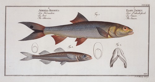 1. Elops Saurus, The Saure; 3. Atherina Hepsetus, The Atherine.
