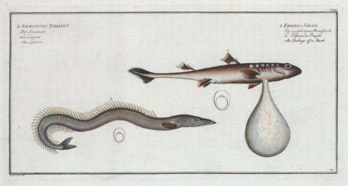 1. Embrio Squali, An Embryo of a Shark; 2. Ammodytes Tobianus, The Launce.