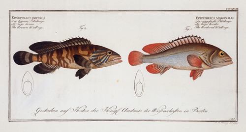 1. Epinephelus marginalis, The bordered Wall-eye; 2. Epinephelus bruneus, The brown Wall-eye.