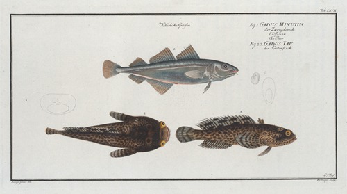1. Gadus Minutus, The Poor; 2. 3. Gadus Tau, The Toald-Fish.
