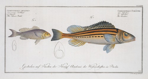 1. Gymnocephalus Schratser, the Schratser; 2. Gymnocephalus argenteus, The Siver-Bald.