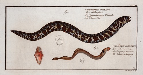 1. Gymnothorax catenatus, The Chain-Fish; 2. Petromyzon agrenteus, The Silver-Lamprey.