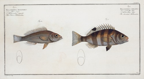 1. Hoocentrus striatus, The streaked Holocentre; 2. Holocentrus Argentinus, The Silver-Holocentre.
