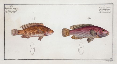 1. Lutianus videns, The Double-tooth; 2. Lutianus notatus, The spotted Lutian.