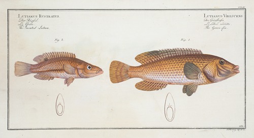 1. Lutianus Virescens, The Green-fin; 2. Lutianus Rcstratus[Rostratus], The Snouted Lutian.