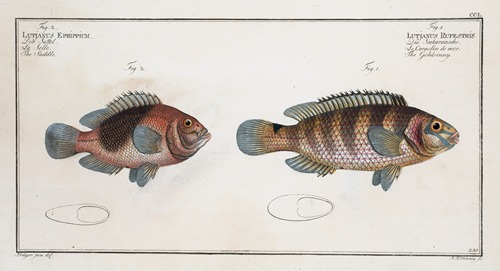 1. Lutjanus Rupestris, The Goldsinny; 2. Lutjanus Ephippium, The Saddle.