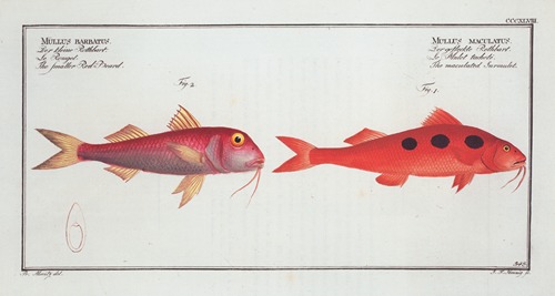 1. Mullus maculatus, The maculated Surmulet; 2. Mullus barbatus, The smaller Red-Beard.