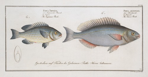 1. Perca argentata, The Silver-Perch; 2. Perca Japonica, The Japanese Perch.