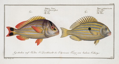 1. Perca unimaculata, The Pacu; 2. Perca Juba, The Jub.