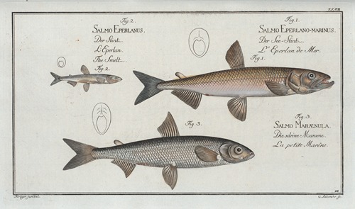 1. Salmo Eperlano-marinus, The Smelt; 2. Salmo Eperlanus, The Lesser Smelt; 3. Salmo Marænula, The Small Maræne.