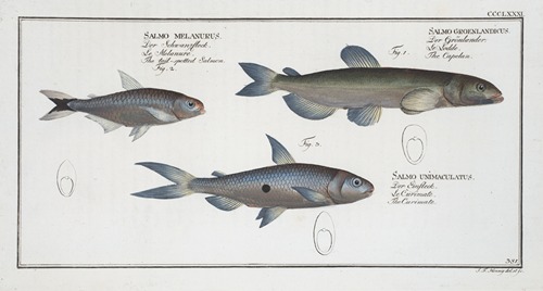 1. Salmo groenlandicus, The Capelan; 2. Salmo melanurus, The tail-spotted Salmon; 3. Salmo unimaculatus, The Curimate.
