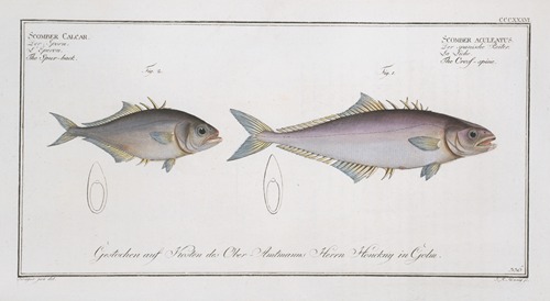 1. Scomber aculeatus, The Cross-spine; 2. Scomber Calcar, The Spur-back.