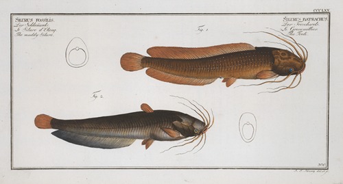 1. Silurus batrachus, The Toeli; 2. Silurus fossilis, The muddy Silure.
