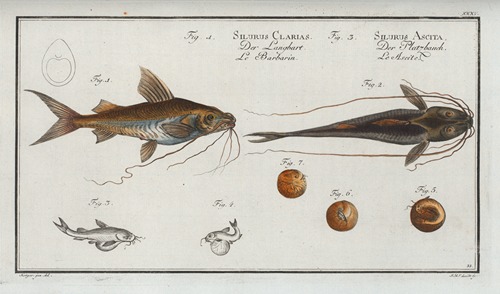 1. Silurus Clarias, The Longbearded; 3. Silurus Ascita, The Crack-Belly.