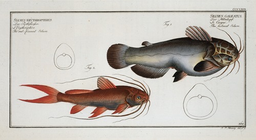 1. Silurus galeatus, The helmed Silure; 2. Silurus erythropterus, The red-finned Silure.