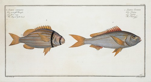 1. Sparus Cuning, The Cuning; 2. Sparus vittatus, The striped Gilt-head.