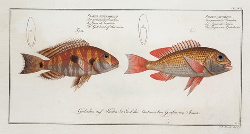 1. Sparus Japonicus, The Japanese Gilt-head; 2. Sparus Surinamensis, The Gilt-head of Surinam.