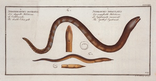 1. Synbranchus immaculatus,Tthe Spottess-Synbrank; 2. Sphagebranchus rostratus, The double Chin-gilt.