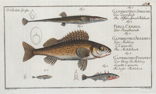 1. The Fifteen-Spined Stickleback; 2. The Ruffe; 3. The Stickleback; 4. The lesser Stickleback.