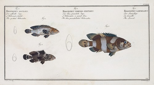 1. The Lancet; 2. The blue punctulated Holocentre; 3. The spotted Holocentre.