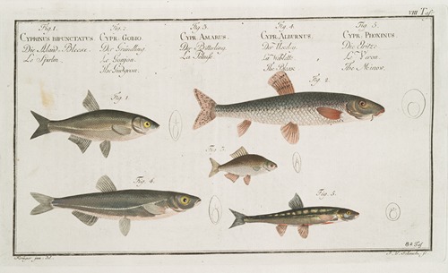 1. The Sperlin; 2. The Gudgeon; 3. The Bitter-Carp; 4. The Bleak; 5. The Minow.