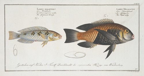 1.Labrus Melagaster, The Black-belly; 2. Labrus malapterus, The soft finned Wrasse.