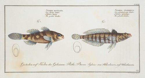 1.Sciaena cylindrica, The cylindric Umber; 2. Sciaena maculata, The spotted Umber.