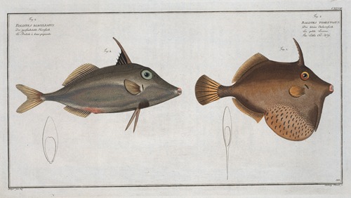 Balistes Tomentosus, The Little Old-Wife; 2. Balistes biaculeatus.