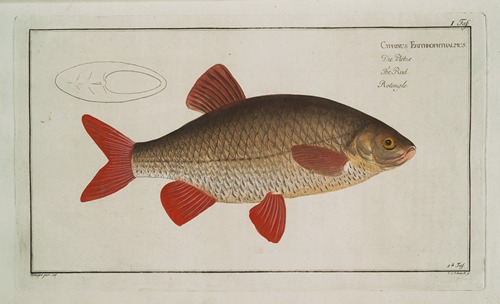 Cyprinus Erythrophthalmus [Erythrophtalmus], The Rud.