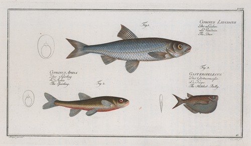 Cyprinus Leuciscus, The Dace; 2. Cyprinus Aphya, The Spirling; 3. Gasteropelecus, The Hatchet-Belly.