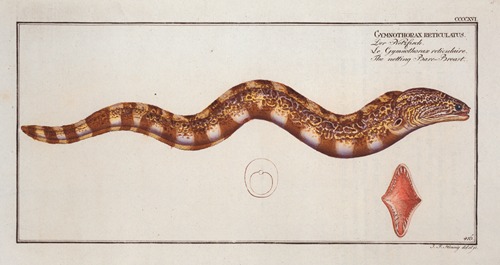 Gymnothorax reticulatus [reticularis], The netting Bare-Breast.