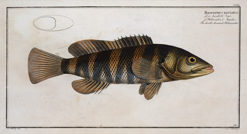 Holocentrus fasciatus, The double-streaked Holocentre.