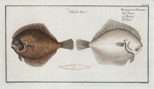 Pleuronectes Rhombus, The Pearl.