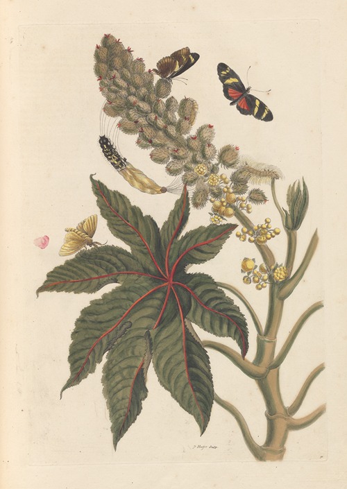 Dissertation sur la generation et les transformations des insectes de Surinam Pl.06