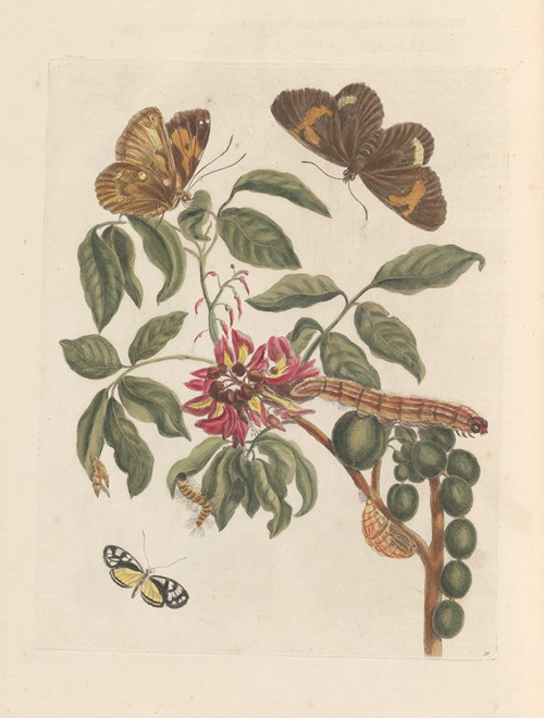 Dissertation sur la generation et les transformations des insectes de Surinam Pl.08