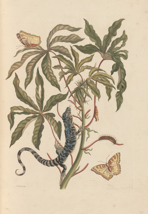 Dissertation sur la generation et les transformations des insectes de Surinam Pl.11