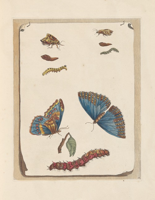 Dissertation sur la generation et les transformations des insectes de Surinam Pl.16