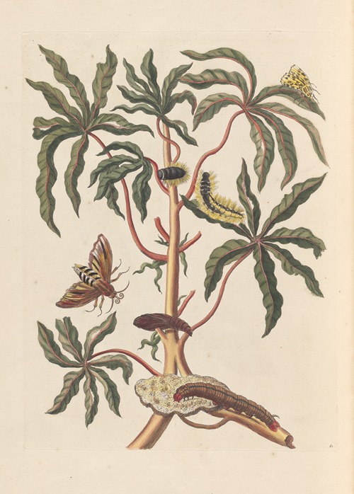 Dissertation sur la generation et les transformations des insectes de Surinam Pl.19