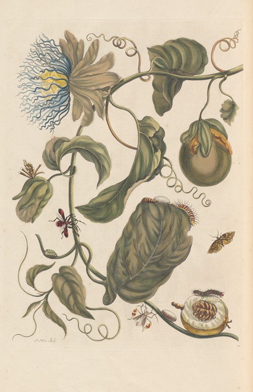 Dissertation sur la generation et les transformations des insectes de Surinam Pl.23