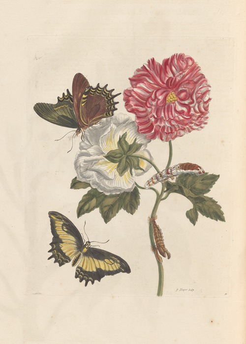 Dissertation sur la generation et les transformations des insectes de Surinam Pl.25