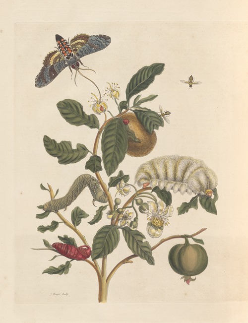 Dissertation sur la generation et les transformations des insectes de Surinam Pl.26