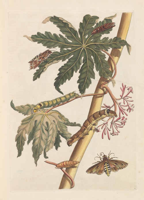 Dissertation sur la generation et les transformations des insectes de Surinam Pl.30