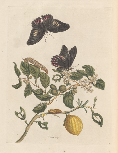 Dissertation sur la generation et les transformations des insectes de Surinam Pl.31