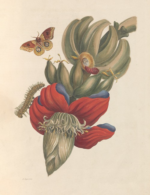 Dissertation sur la generation et les transformations des insectes de Surinam Pl.32