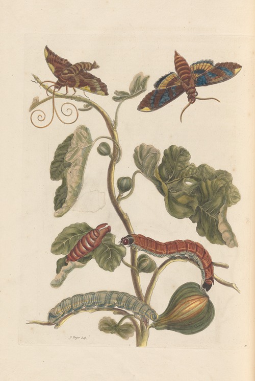 Dissertation sur la generation et les transformations des insectes de Surinam Pl.34