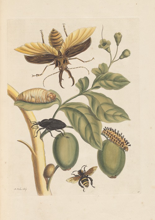 Dissertation sur la generation et les transformations des insectes de Surinam Pl.35