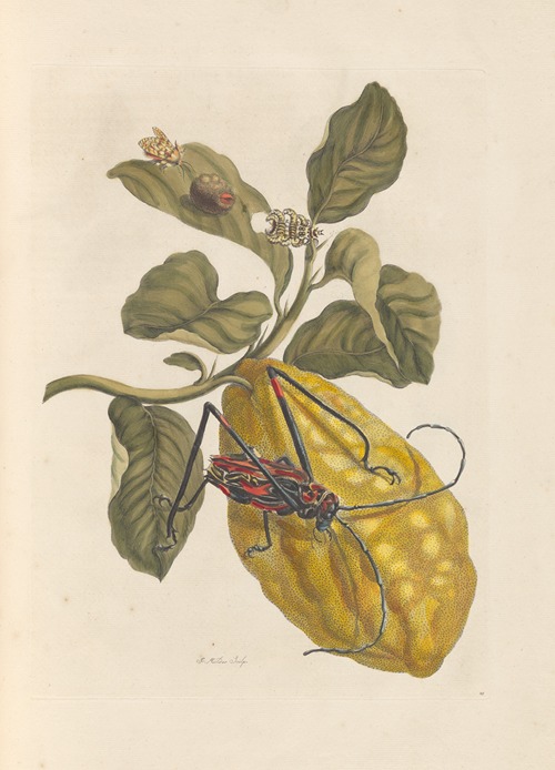 Dissertation sur la generation et les transformations des insectes de Surinam Pl.40