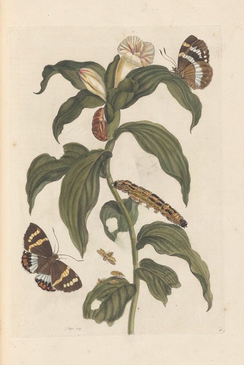 Dissertation sur la generation et les transformations des insectes de Surinam Pl.44