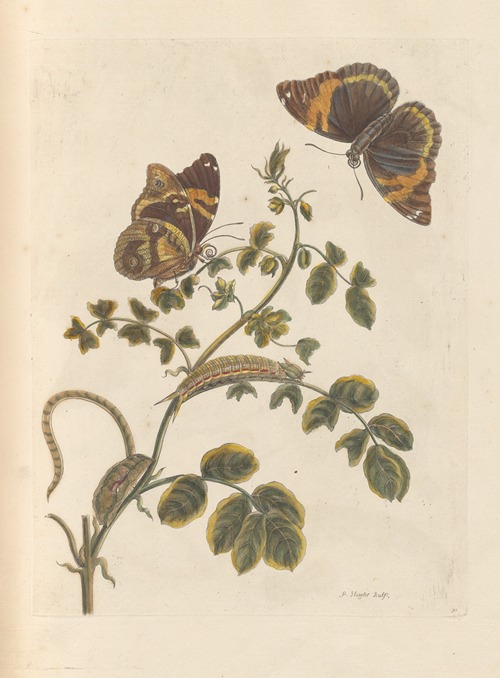 Dissertation sur la generation et les transformations des insectes de Surinam Pl.45